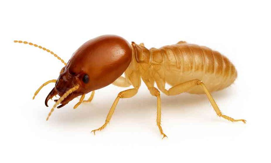 the_loyal_service termite control