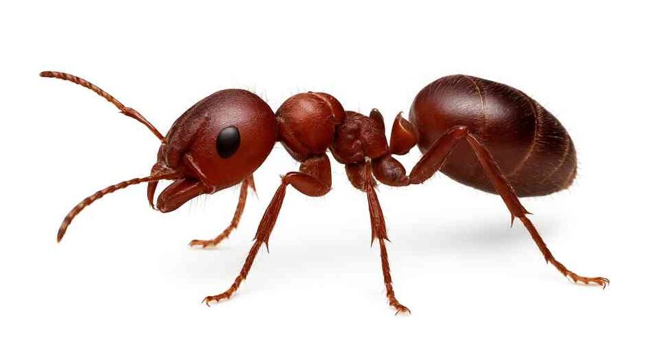 the_loyal_service ant control